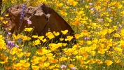 PICTURES/Pipeline Trail & Wildflowers/t_P1050985.JPG